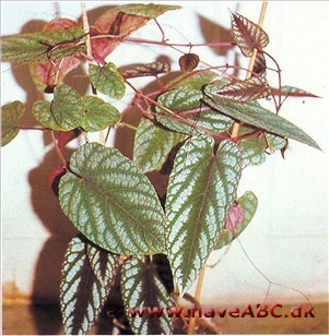 Broget vin - Cissus discolor