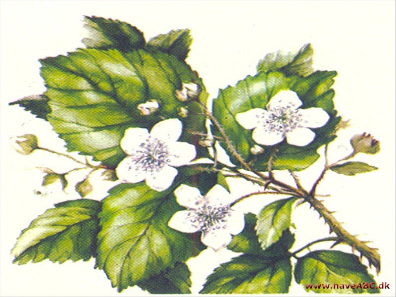 Brombær - Rubus fruticosus