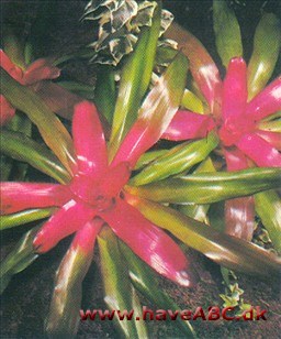 Bromelia - Bromelia