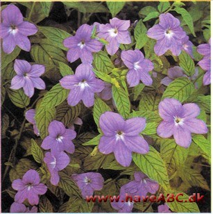 Browallia - Browallia speciosa Browallia - Browallia speciosa