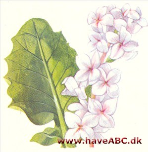 Brudekrans - Francoa sonchifolia Brudekrans - Francoa sonchifolia