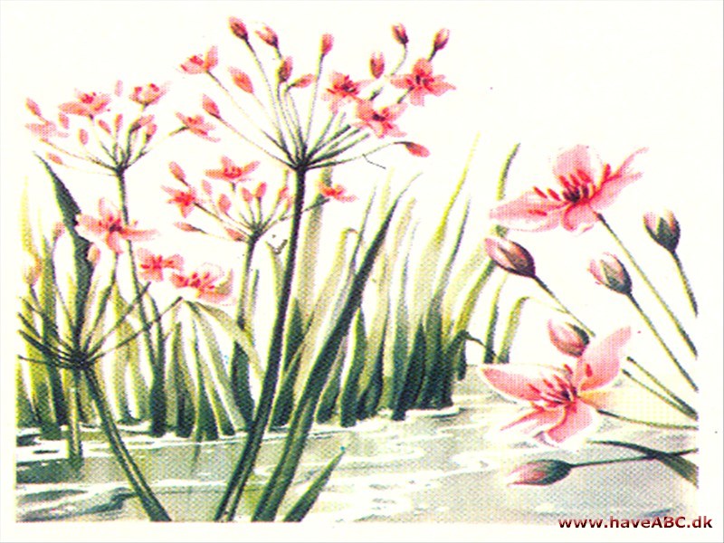 Brudelys - Butomus umbellatus Brudelys - Butomus umbellatus