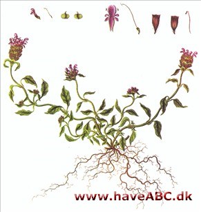 Brunelle - Prunella vulgaris