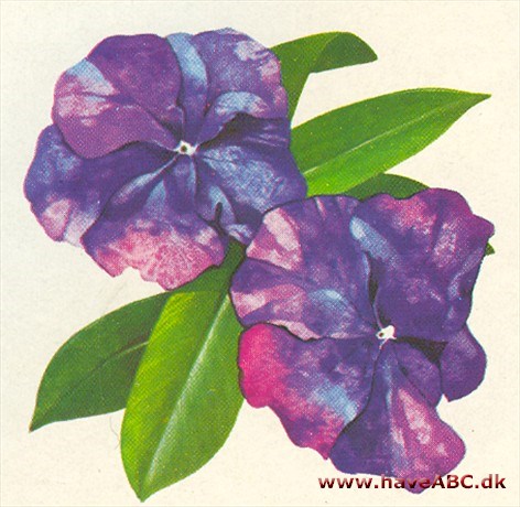 Brunfelsia - Brunfelsia 2