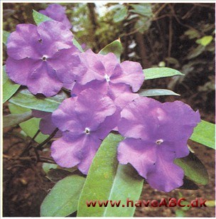 Brunfelsia - Brunfelsia pauciflora syn. floribunda