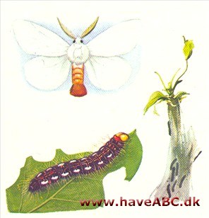 Brunhale - Euproctis chrysorrhoea Brunhale - Euproctis chrysorrhoea