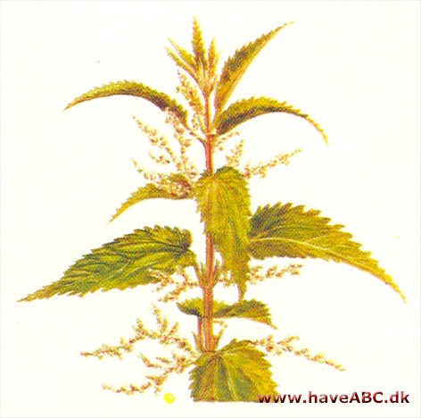 Brændenælde - Urtica Brændenælde - Urtica