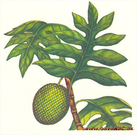 Brødfrugttræ - Artocarpus altilis