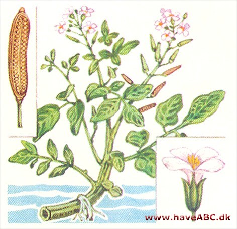 Brøndkarse - Nasturtium officinale Brøndkarse - Nasturtium officinale