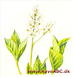 Bukkeblad - Menyanthes trifoliata