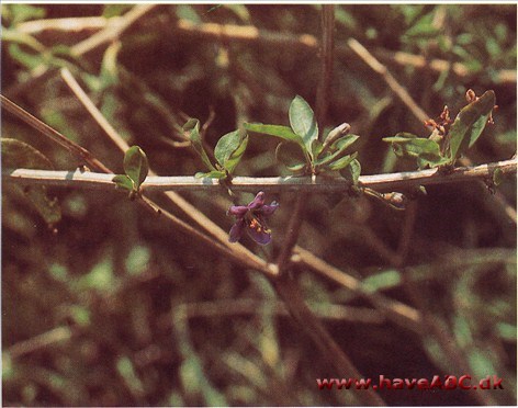 Bukketorn - Lycium halimifolium †