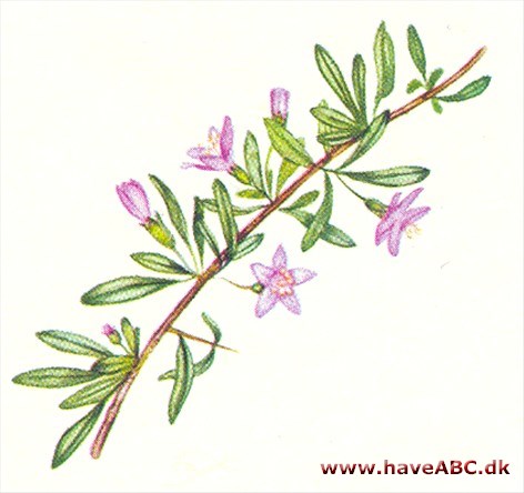 Bukketorn - Lycium halimifolium