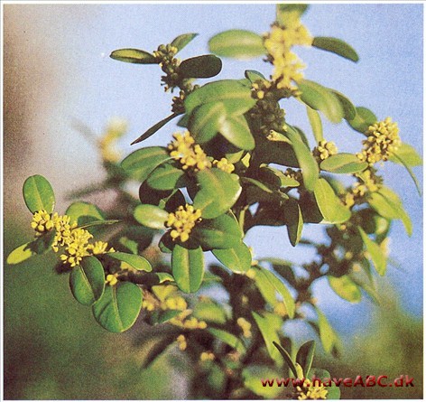 Buksbom - Buxus sempervirens †