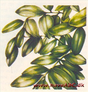Buksbom - Buxus sempervirens Buksbom - Buxus sempervirens
