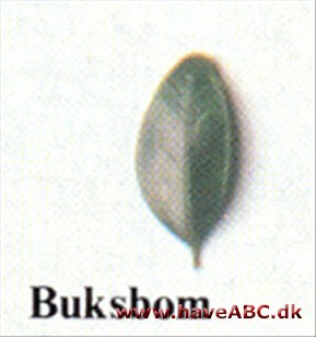 Buksbom - Buxus sempervirens.