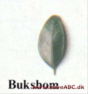 Buksbom - Buxus sempervirens. Buksbom - Buxus sempervirens.