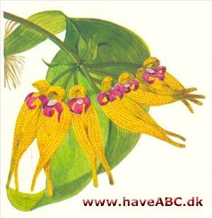 Bulbophyllum - Bulbophyllum