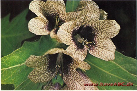 Bulmeurt - Hyoscyamus niger † Bulmeurt - Hyoscyamus niger †