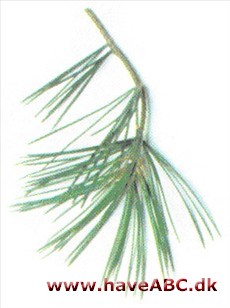 Bunges fyr - Pinus bungeana
