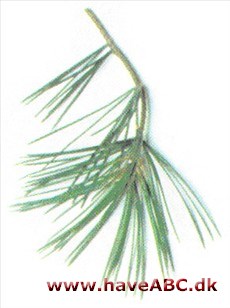 Bunges fyr - Pinus bungeana Bunges fyr - Pinus bungeana