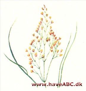 Bunke - Deschampsia