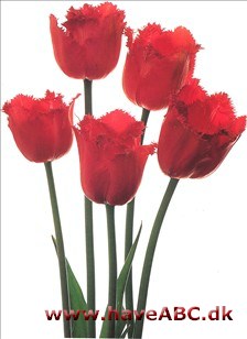 Burgundy Lace - Tulipan, Tulipa Burgundy Lace - Tulipan, Tulipa