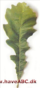 Burreeg - Quercus macrocarpa