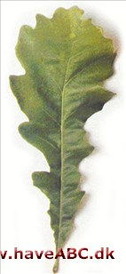 Burreeg - Quercus macrocarpa Burreeg - Quercus macrocarpa