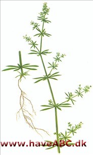 Burresnerre - Galium aparine