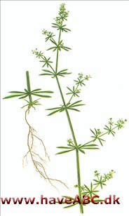 Burresnerre - Galium aparine Burresnerre - Galium aparine