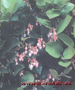 Busket bjergte - Gaultheria shallon Ses sent forår - midsommer. De fleste havebuske er ret velopdragne, i det mindste i den forstand, at de bliver, hvor man har sat dem, men der er nogle, som ikke gør det. Løsningen ...