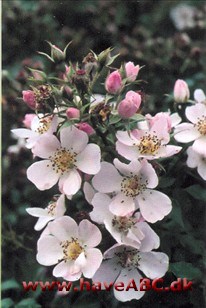 De hvide, eller næsten hvide, enkle blomster er små, under 5 cm, og dufter af vildrose. De udvikles i ... Se mere her ... 