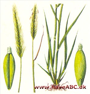 Byg - Hordeum vullgare