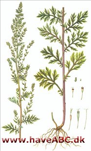 Bynke - Grå bynke - Artemisia vulgaris
