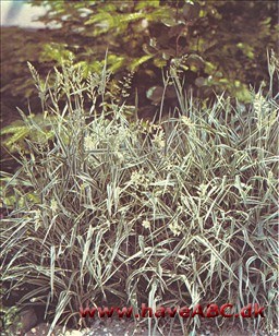 Båndgræs - Phalaris arundinacea picta