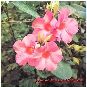 Bægerranke - Dipladenia splendens syn. Mandevilla Bægerranke - Dipladenia splendens syn. Mandevilla
