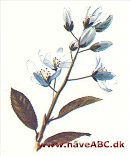 Bærmispel - Amelanchier Bærmispel - Amelanchier