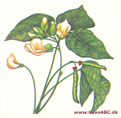 Bønne - Phaseolus vulgaris Bønne - Phaseolus vulgaris