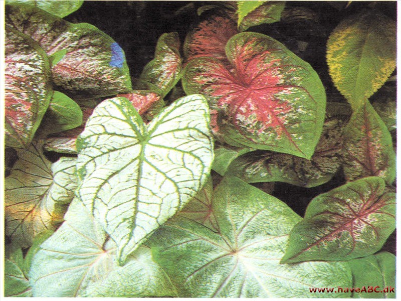 Caladium bicolor Caladium bicolor