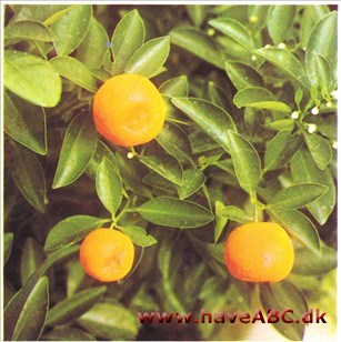 Calamondrin - Citrus microcarpa syn. mitis