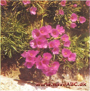 Calandrinia umbellata