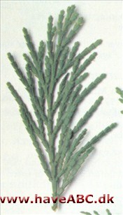 Californisk ceder, Flodceder - Calocedrus decurrens, syn Libocedrus decurrens