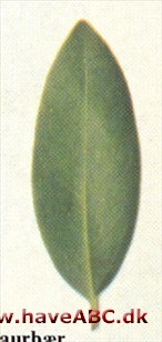 Californisk laurbær - Umbellularia californica Californisk laurbær - Umbellularia californica