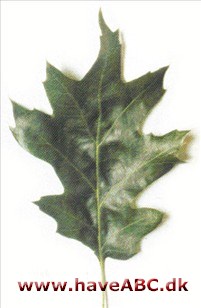 Californisk sorteg - Quercus kelloggii
