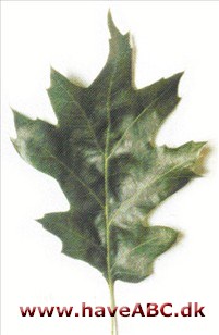Californisk sorteg - Quercus kelloggii Californisk sorteg - Quercus kelloggii