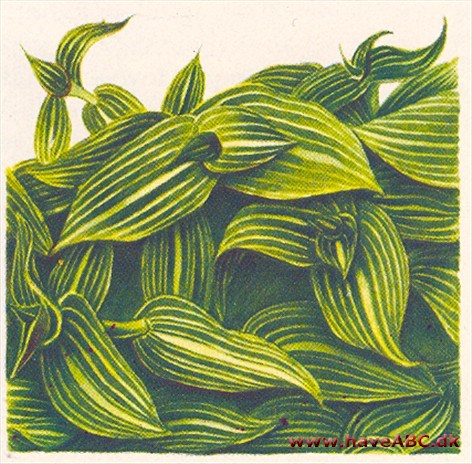 Callisia - Callisia Callisia - Callisia