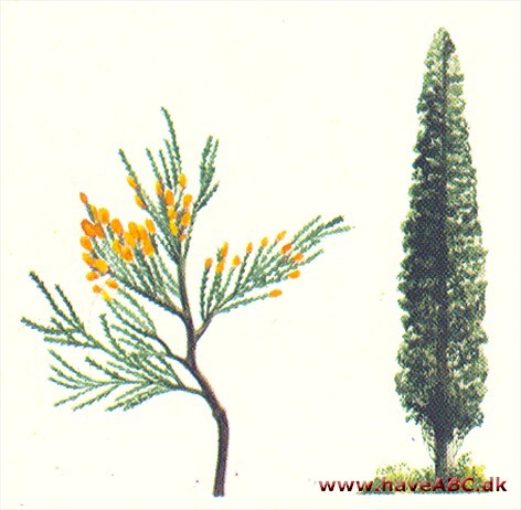 Calocedrus - Calocedrus decurrens Calocedrus - Calocedrus decurrens