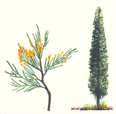 Calocedrus - Calocedrus decurrens