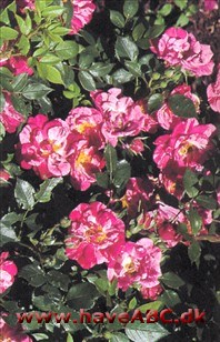 Halvfyldte, 5-8 cm store blomster i pink nuancer med islæt af gule og orange farvetoner ... Se mere her ...