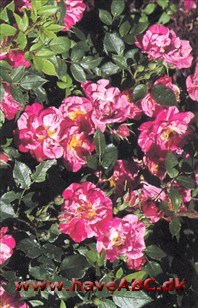 Candy Cover - Christopher Columbus, Nashville Halvfyldte, 5-8 cm store blomster i pink nuancer med islæt af gule og orange farvetoner ... Se mere her ...